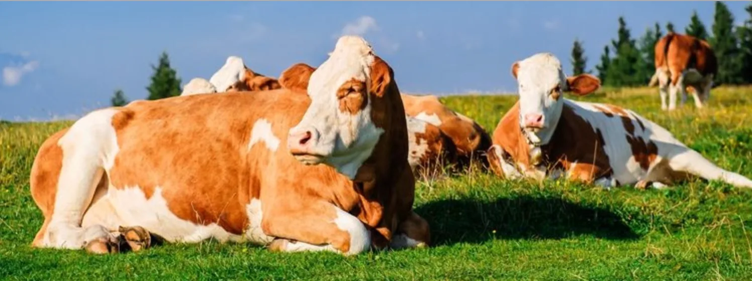 Großtiere & Nutztiere